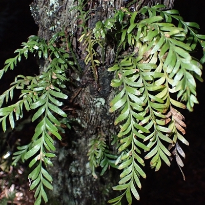 Tmesipteris truncata at East Kangaloon, NSW - 5 Aug 2025 by plants