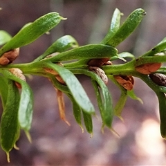 Tmesipteris truncata at East Kangaloon, NSW - 5 Aug 2025 10:55 AM