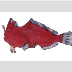 Thymichthys politus (Red Handfish) by MichaelBedingfield