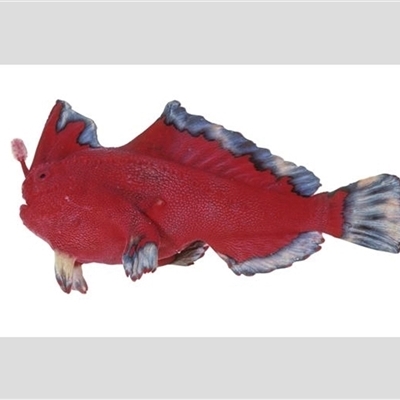 Thymichthys politus (Red Handfish) at  - suppressed by MichaelBedingfield