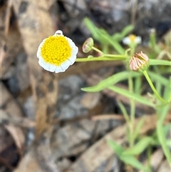 Brachyscome sp. at Menindee, NSW - 16 Jun 2025 by Tapirlord