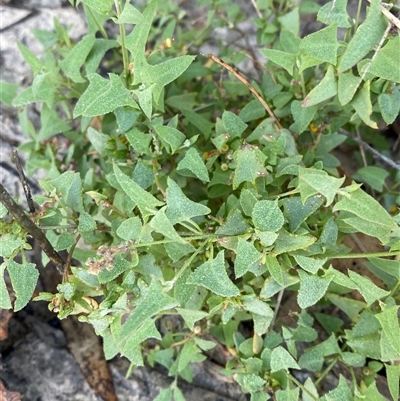 Einadia nutans subsp. nutans (Climbing Saltbush) at Menindee, NSW - 16 Jun 2025 by Tapirlord