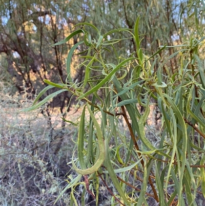 Eremophila longifolia (Weeping Emubush) at Menindee, NSW - 16 Jun 2025 by Tapirlord