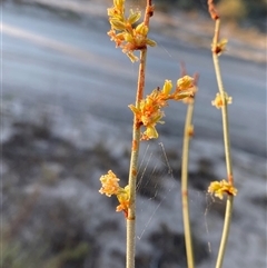 Duma florulenta (Lignum, Barrgay) at Menindee, NSW - 16 Jun 2025 by Tapirlord