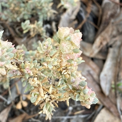 Atriplex lindleyi (Lidsay's Saltbush) at Menindee, NSW - 16 Jun 2025 by Tapirlord