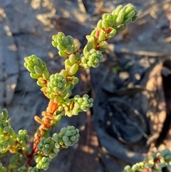 Osteocarpum acropterum (Babbagia) at Menindee, NSW - 16 Jun 2025 by Tapirlord