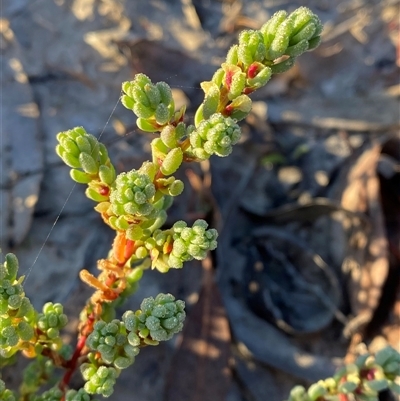 Osteocarpum acropterum (Babbagia) at Menindee, NSW - 16 Jun 2025 by Tapirlord