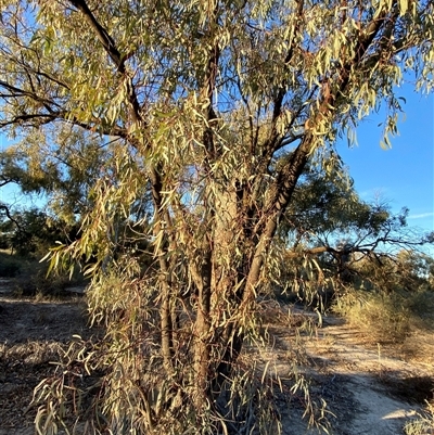 Eucalyptus largiflorens (Black Box, River Box) at Menindee, NSW - 16 Jun 2025 by Tapirlord