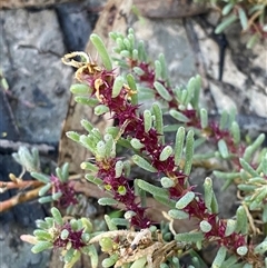 Sclerolaena calcarata (Red Burr) at Menindee, NSW - 16 Jun 2025 by Tapirlord