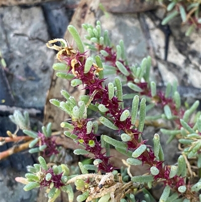 Sclerolaena calcarata (Red Burr) at Menindee, NSW - 16 Jun 2025 by Tapirlord