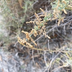 Chenopodium nitrariaceum (Nitre Goosefoot) at Menindee, NSW - 16 Jun 2025 by Tapirlord