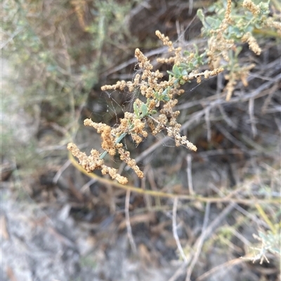 Chenopodium nitrariaceum (Nitre Goosefoot) at Menindee, NSW - 16 Jun 2025 by Tapirlord