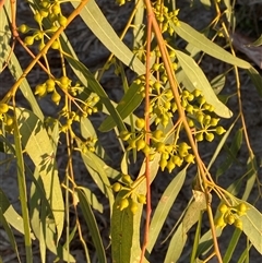 Eucalyptus camaldulensis subsp. camaldulensis (River Red Gum) at Menindee, NSW - 16 Jun 2025 by Tapirlord