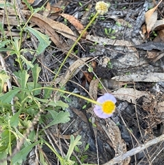 Calotis cuneifolia (Purple Burr-daisy) at Menindee, NSW - 16 Jun 2025 by Tapirlord