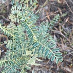 Swainsona greyana (Darling Pea) at Menindee, NSW - 16 Jun 2025 by Tapirlord