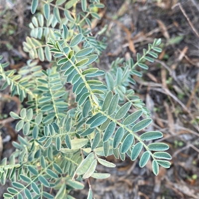 Swainsona greyana (Darling Pea) at Menindee, NSW - 16 Jun 2025 by Tapirlord