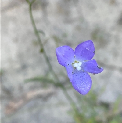 Wahlenbergia fluminalis (River Bluebell) at Menindee, NSW - 16 Jun 2025 by Tapirlord