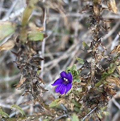Stemodia florulenta (Bluerod, Bluetop) at Menindee, NSW - 16 Jun 2025 by Tapirlord