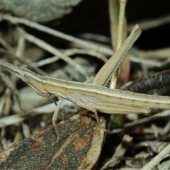 Keyacris scurra (Key's Matchstick Grasshopper) at Captains Flat, NSW - 6 Aug 2025 by Csteele4