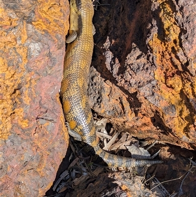 Tiliqua scincoides scincoides (Eastern Blue-tongue) at Acton, ACT - 6 Aug 2025 by HelenCross