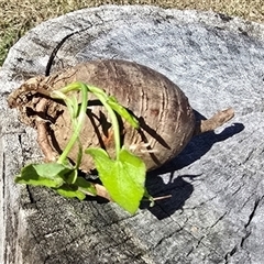 Rumex sagittatus (Turkey Rhubarb, Climbing Dock) at Kangaroo Valley, NSW - 6 Aug 2025 by Chakola