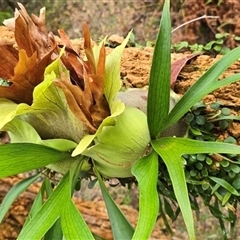 Platycerium bifurcatum (Elkhorn) at Kangaroo Valley, NSW - 4 Aug 2025 by Chakola
