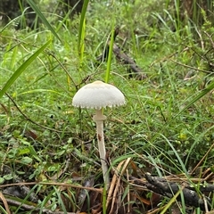 Macrolepiota dolichaula (Macrolepiota dolichaula) at Kangaroo Valley, NSW - 23 May 2025 by Chakola