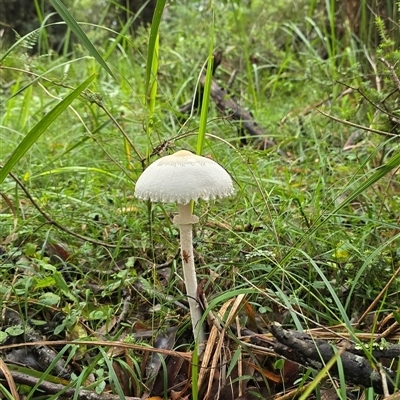 Macrolepiota dolichaula (Macrolepiota dolichaula) at Kangaroo Valley, NSW - 23 May 2025 by Chakola