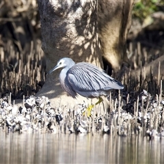Egretta novaehollandiae (White-faced Heron) at Mogo, NSW - 29 Jul 2025 by jb2602
