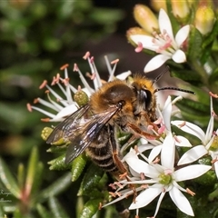 Trichocolletes aeratus (A Spring Bee) at Acton, ACT - 6 Aug 2025 by Roger