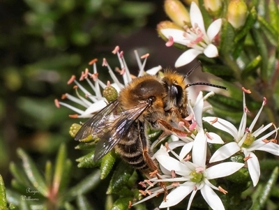 Trichocolletes aeratus (A Spring Bee) at Acton, ACT - 6 Aug 2025 by Roger