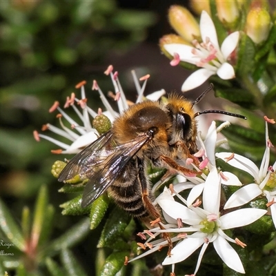 Trichocolletes aeratus (A Spring Bee) at Acton, ACT - 6 Aug 2025 by Roger