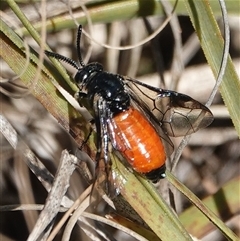 Lophyrotoma analis (Sawfly, Dock Sawfly) at Hall, ACT - 6 Aug 2025 by Anna123