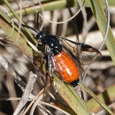 Lophyrotoma analis (Sawfly, Dock Sawfly) at Hall, ACT - 6 Aug 2025 by Anna123