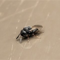 Scelionidae (family) at Acton, ACT - 6 Aug 2025 by Roger