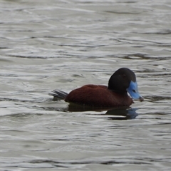Oxyura australis (Blue-billed Duck) at Isabella Plains, ACT - 3 Aug 2025 by LineMarie