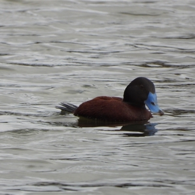 Oxyura australis (Blue-billed Duck) at Isabella Plains, ACT - 3 Aug 2025 by LineMarie