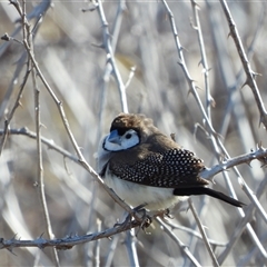 Stizoptera bichenovii (Double-barred Finch) at Coombs, ACT - 6 Aug 2025 by LineMarie