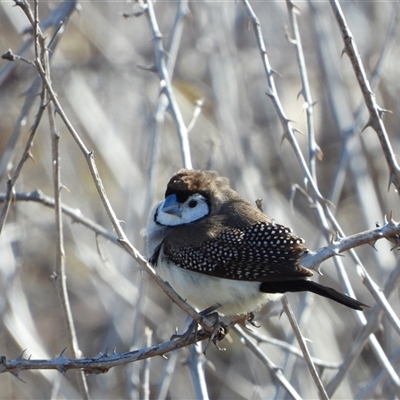 Stizoptera bichenovii (Double-barred Finch) at Coombs, ACT - 6 Aug 2025 by LineMarie