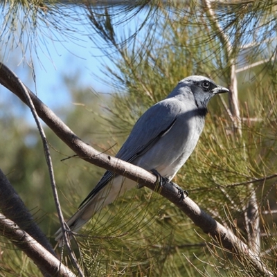 Coracina novaehollandiae (Black-faced Cuckooshrike) at Wright, ACT - 6 Aug 2025 by LineMarie