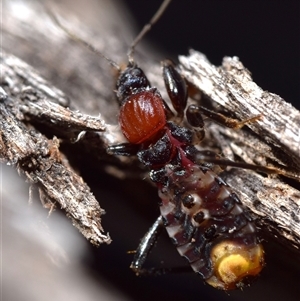 Ectomocoris decoratus (Red Ground Assassin Bug) at Jerrabomberra, NSW - 6 Aug 2025 by DianneClarke