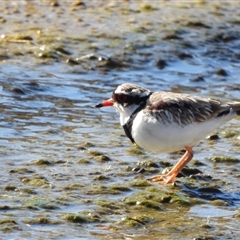 Thinornis melanops (Black-fronted Dotterel) at Molonglo, ACT - 6 Aug 2025 by LineMarie