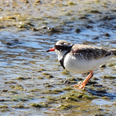 Thinornis melanops (Black-fronted Dotterel) at Molonglo, ACT - 6 Aug 2025 by LineMarie