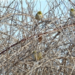 Zosterops lateralis (Silvereye) at Wright, ACT - 6 Aug 2025 by LineMarie