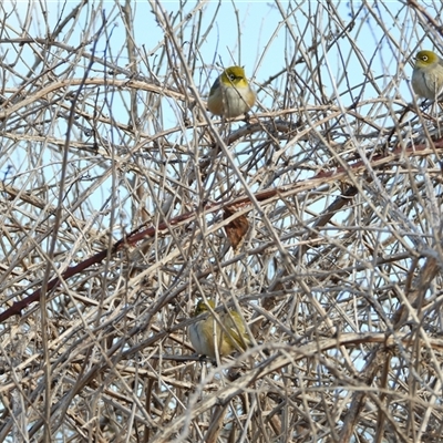 Zosterops lateralis (Silvereye) at Wright, ACT - 6 Aug 2025 by LineMarie