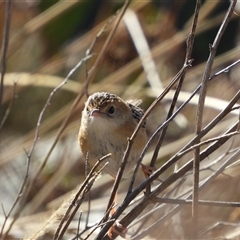 Cisticola exilis (Golden-headed Cisticola) at Coombs, ACT - 6 Aug 2025 by LineMarie