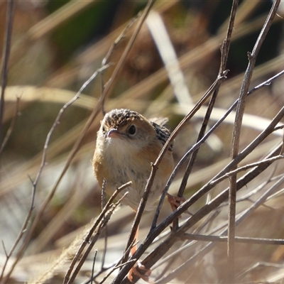 Cisticola exilis (Golden-headed Cisticola) at Coombs, ACT - 6 Aug 2025 by LineMarie