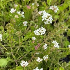 Asperula gunnii (Mountain Woodruff) at Tharwa, ACT - 23 Nov 2021 by JaneR