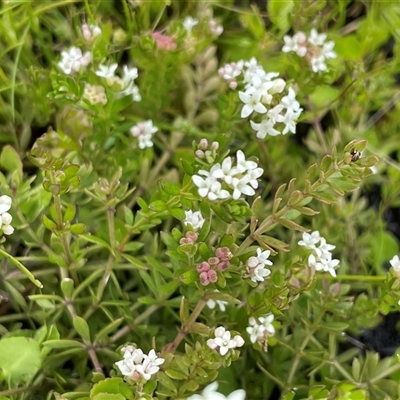 Asperula gunnii (Mountain Woodruff) at Tharwa, ACT - 23 Nov 2021 by JaneR