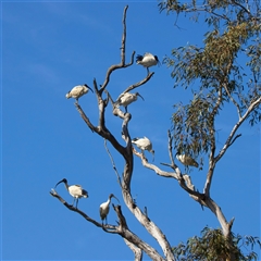 Threskiornis molucca (Australian White Ibis) at Jeremadra, NSW - 29 Jul 2025 by jb2602